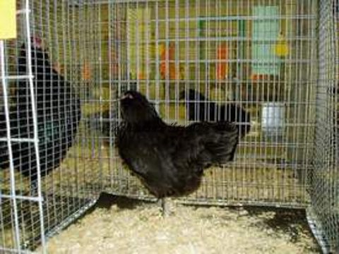 RV Black bantam P out of trio by Mike Gilbert
